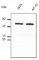 GAPDH Antibody (C-Terminus)
